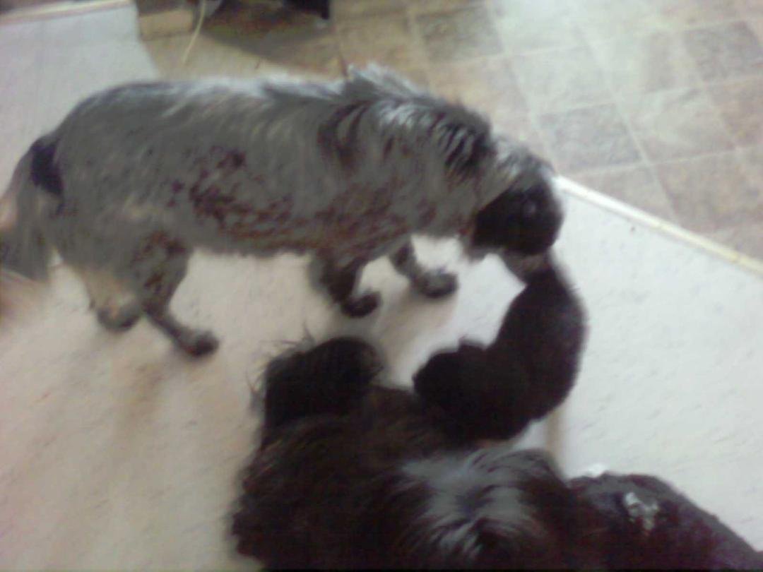 the mommy is an Australian Sheepdog very good with kids...