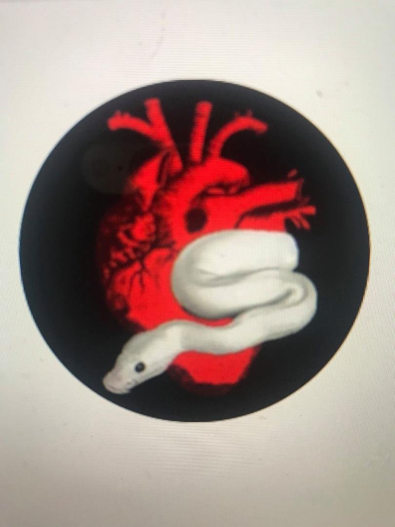 For those who really LOVE reptiles, especially snakes, here is a new Instagram site for you: "Symbiotic Reptiles"