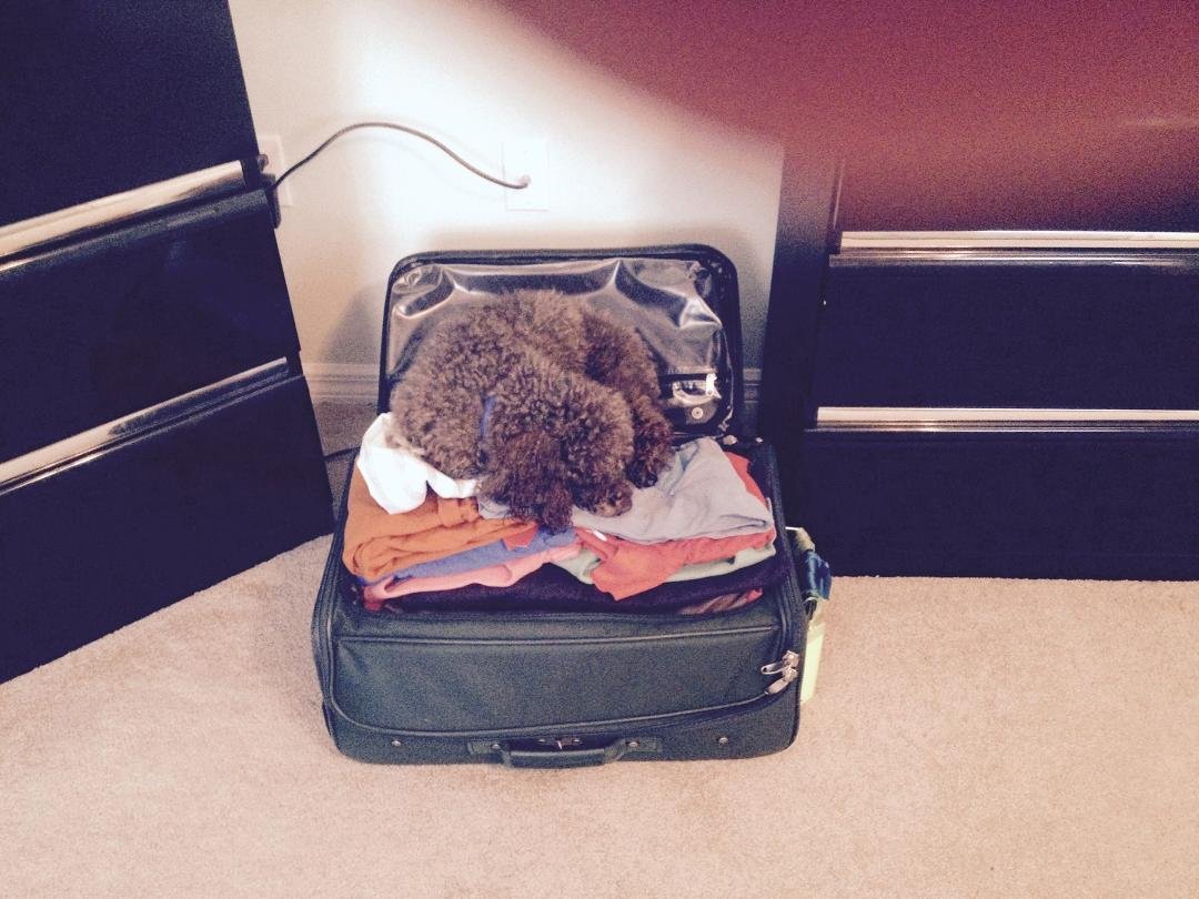 Bear says he is packed and ready for the next trip! Unfortunately he can't go on our cruise.