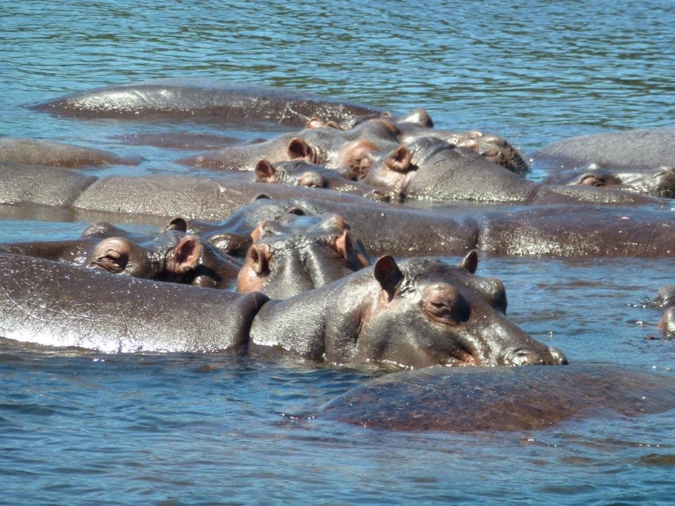 Woohoo. What a day! We drove from Livingstone to Botswana and went on a boat safari to see hippos, elephants, & crocs. Then, after lunch, we jumped in one of those open Toyota trucks fitted out with seats and drove through 