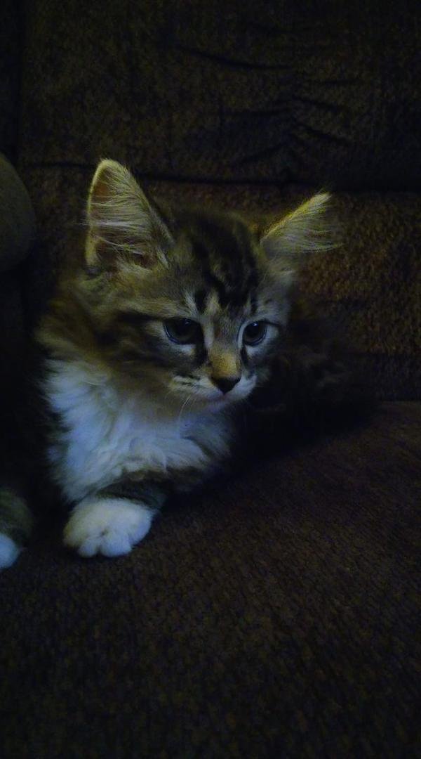 Little Lucy💖