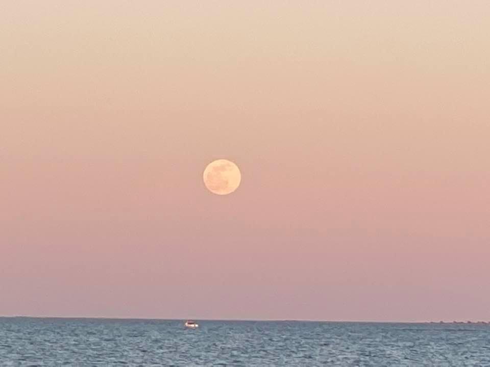 The beautiful pink moon last night💜