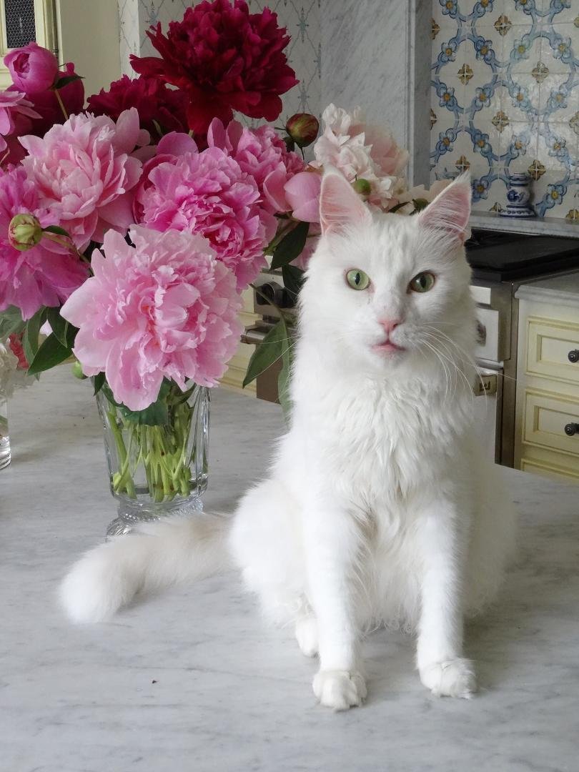 "Cat with Peonies" - my Bertie boy!