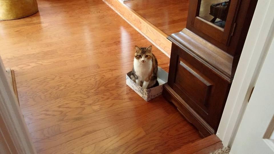 Callie in a box