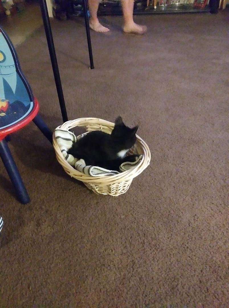 Kitty sitting for a couple days