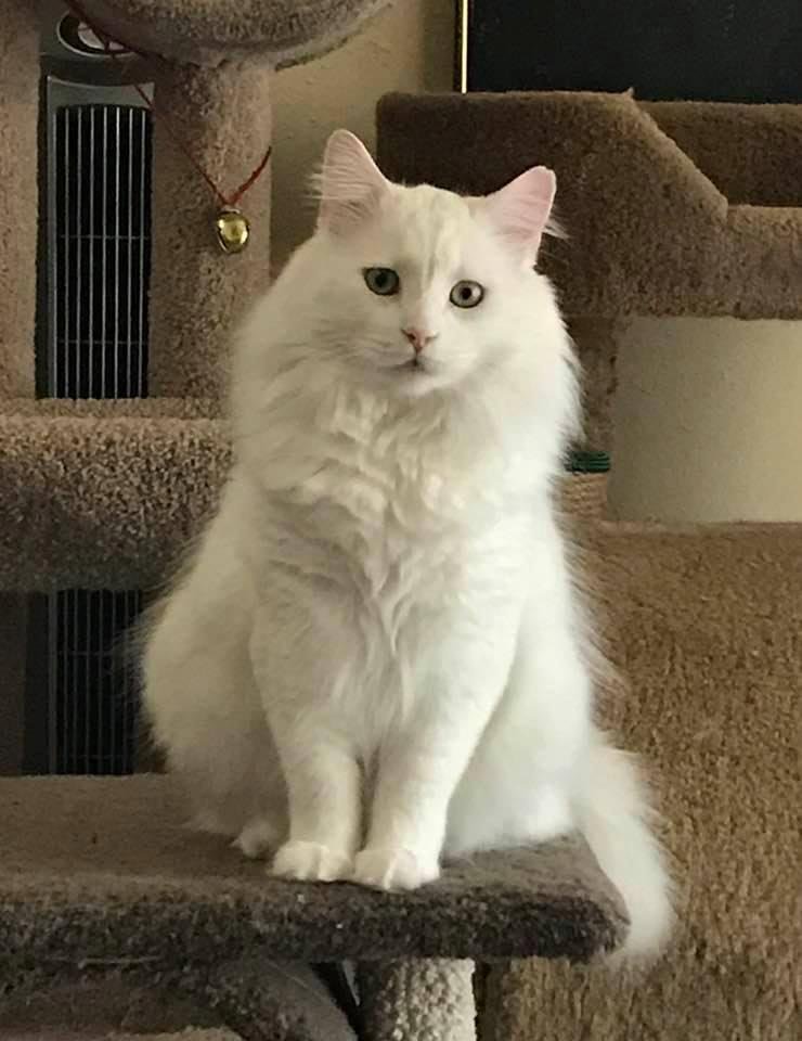 In loving memory of my big sweet boy, Casper...
Until we meet again someday, Rest In Peace... 😭😭😭💕