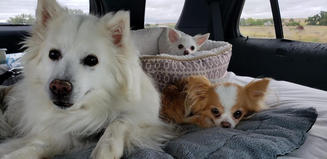 Daisy and big dogs are traveling real well. Buster is on my lap. He's not very fond of the puppy.