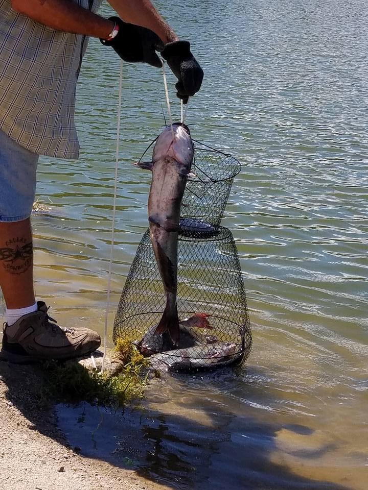 Just one of the cats we caught today had a great day