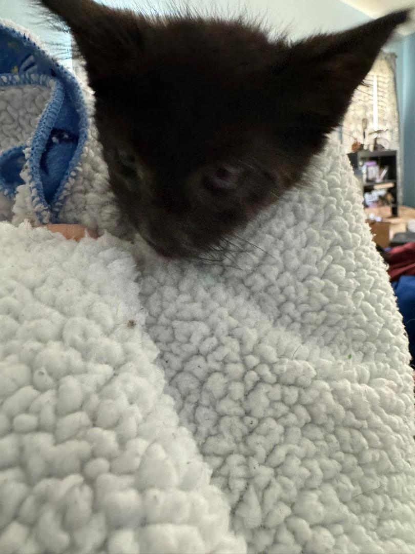 Rest in peace Poe. You were a good kitty.