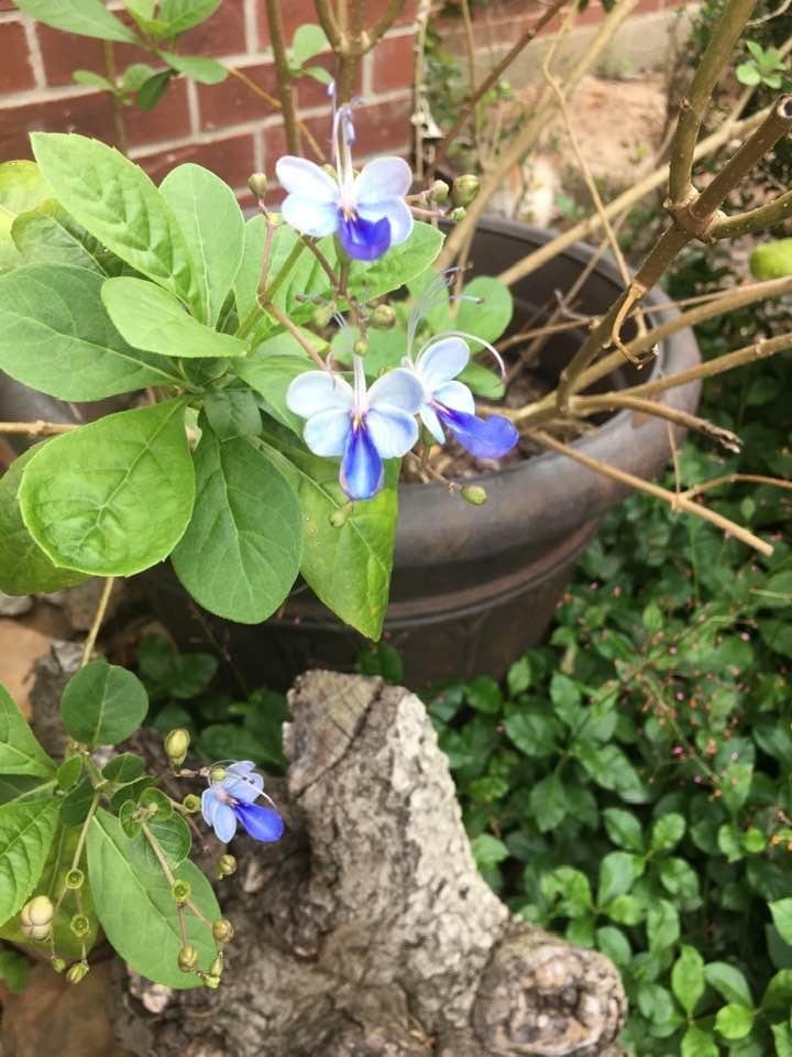 This is my butterfly bush.