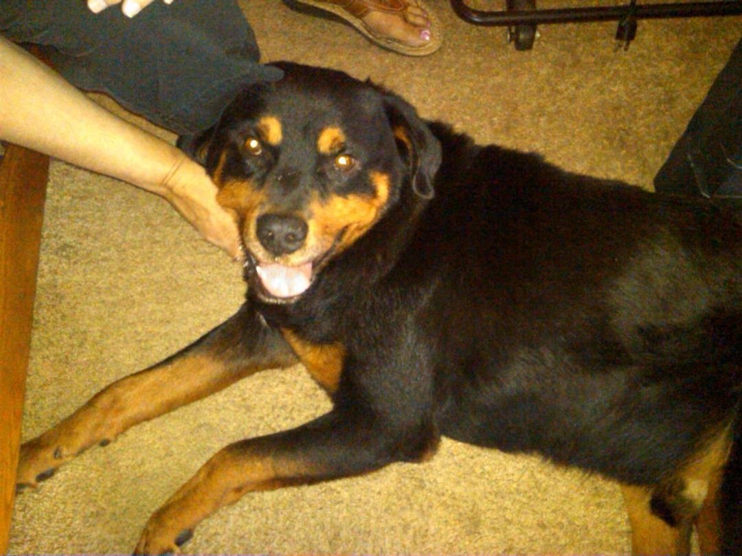 My newest addition to the family his name is Maestro