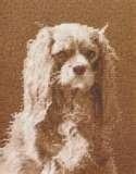 Not my puppy, but a superlative example of the beauty of a Ruby Cavalier King Charles Spaniel.