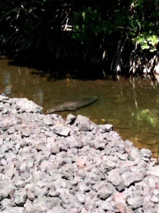 Wow! A monk seal visits a friend's lagoon yesterday.