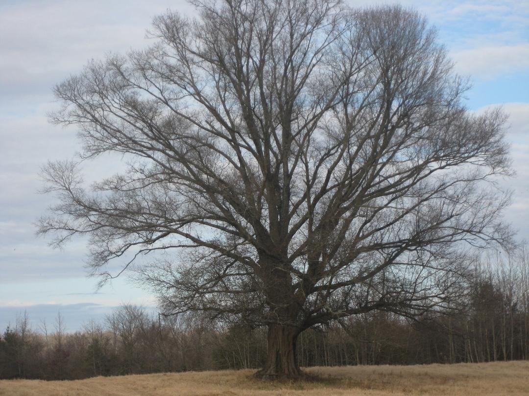 THE OLD OAK TREE IN SPELLVILLE ARKANKSAS