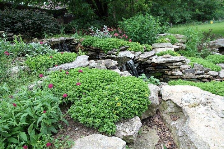 Jon Curby's album, pond and garden 2011