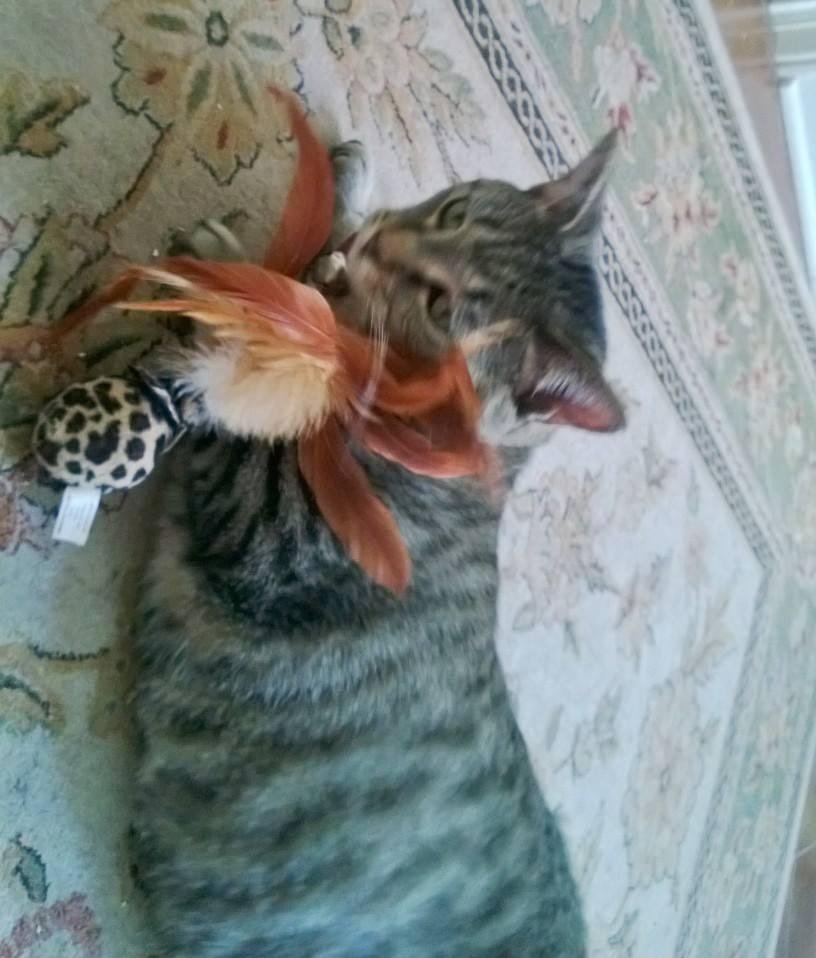 My little kitty..