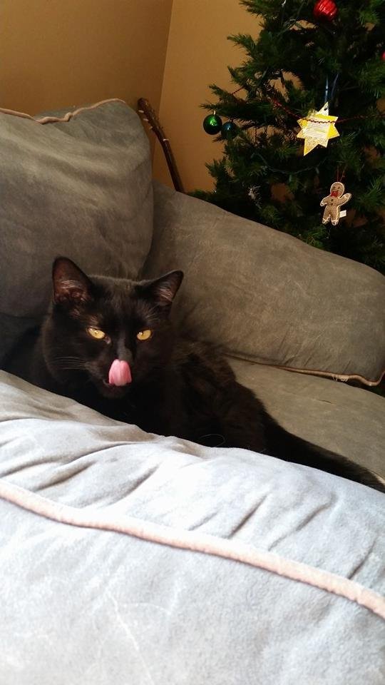 Cat got your tongue? Lol I couldn't get a pic like this again even if I tried. This is my cat Panther. ♡