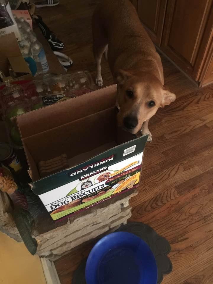 Butter has finally learned to point.   Next week I will take her to the store to pick out treats