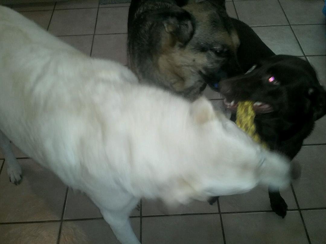 Tuggle war in my kitchen