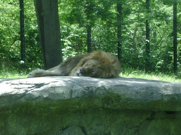 The lion is cool, but I like the face in the rock, just below the lion's nose.