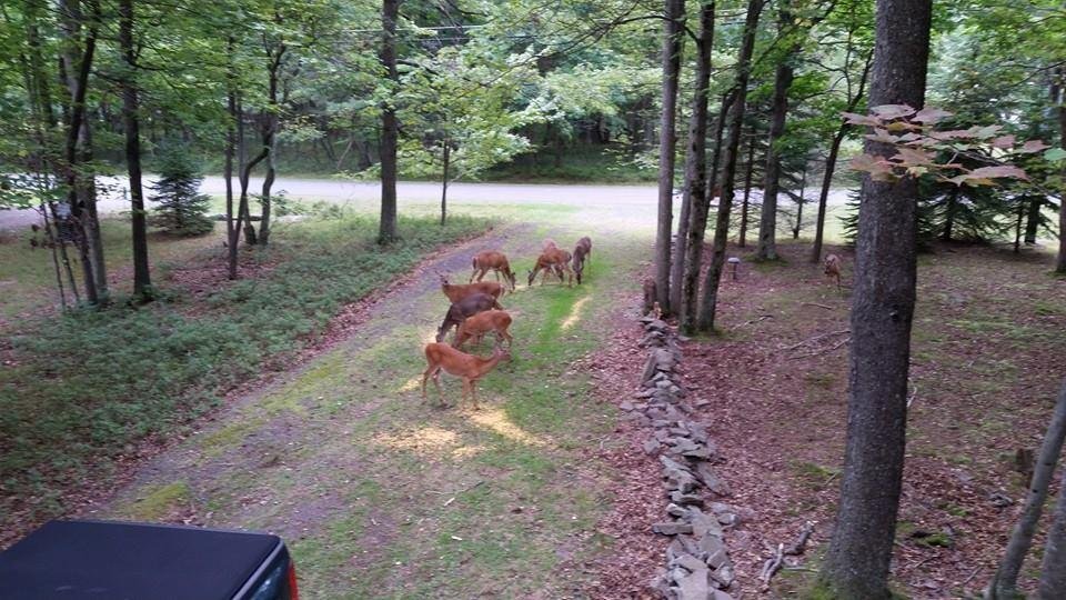 Dinner at McClellan's mountain house.