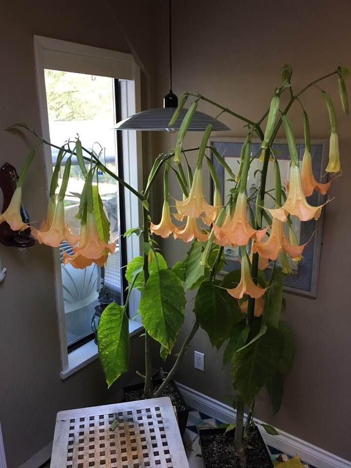 The scent from our Brugmansia is intoxicating....labour intensive but worth the effort.