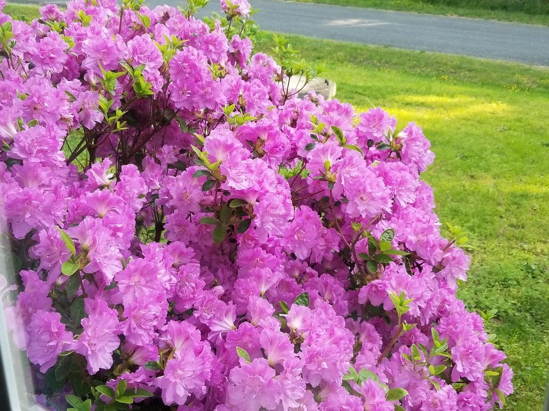 I love my purple azaleas!!!