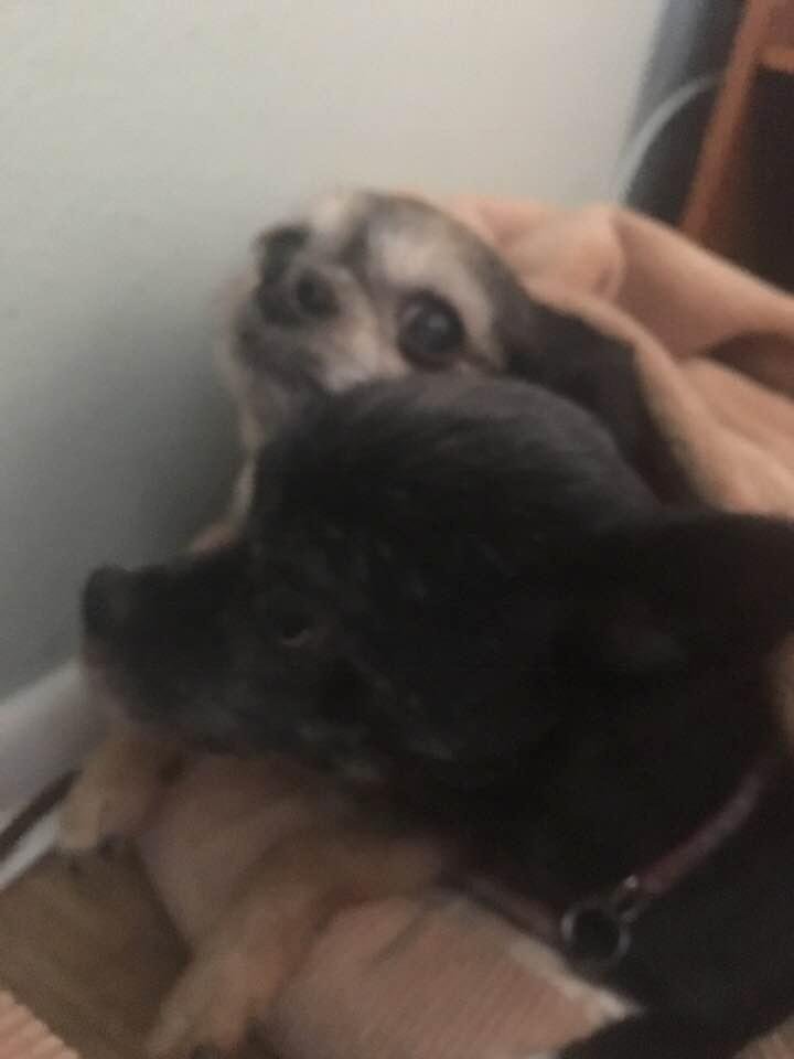 My girls. Buttons and Miss Kitty.