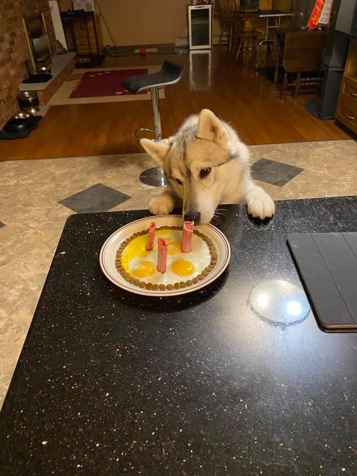 Our girl Onida is 3 years old today. She needed a birthday breakfast! Cooked eggs, beef sticks and dog food. She even shared with her brother Dakota.