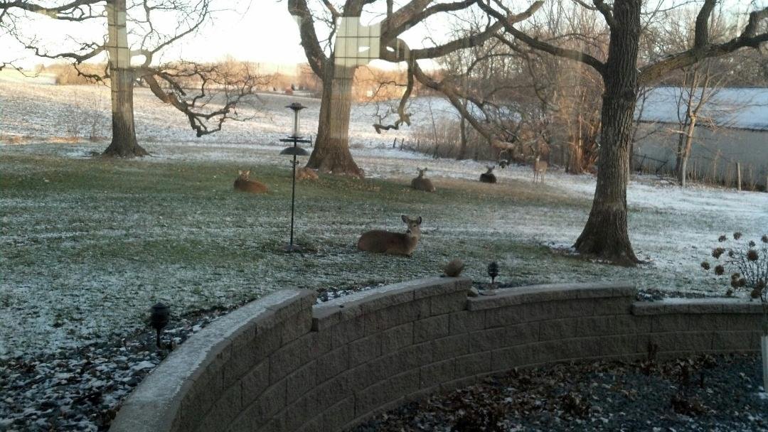Not what you expect to see when you get home from school, but I'm glad the neighbors feel free to just drop by for a visit.