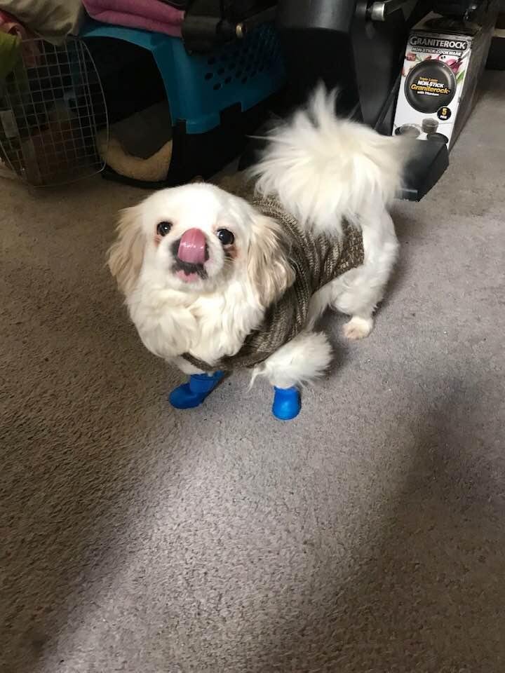Opal is sticking her tongue out at me... 😂
