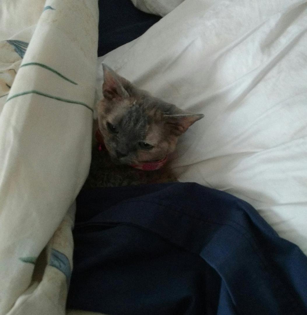 I went to make the bed, look what I found, hubby said he tucked the cat in when he woke up