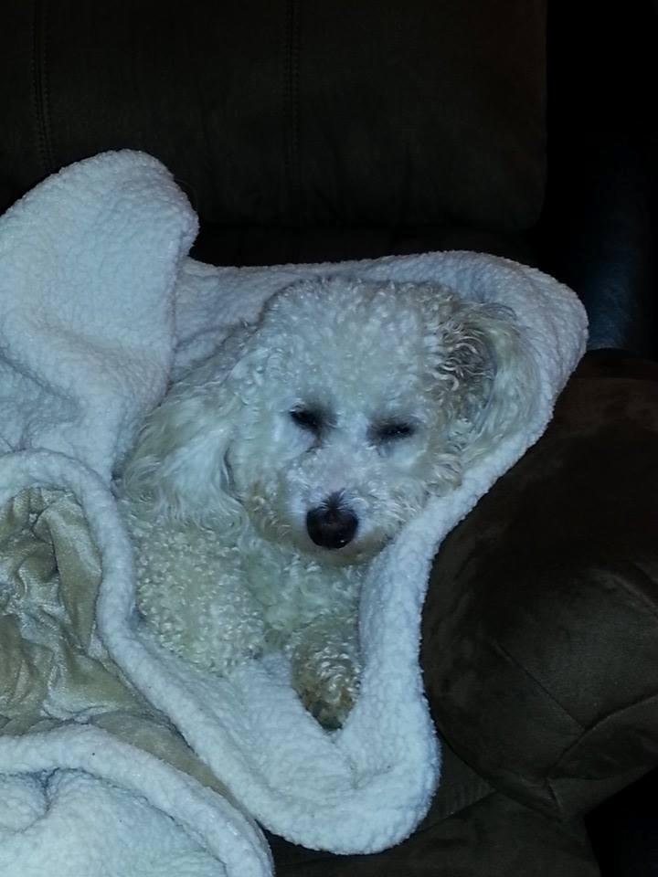 I think Bailey likes his new home.