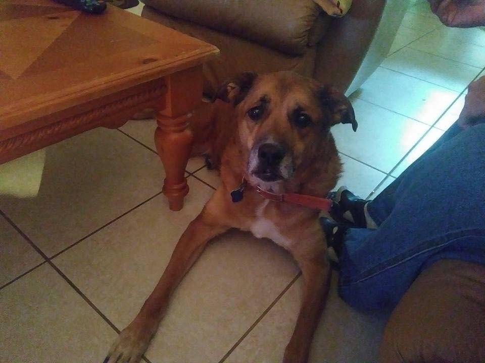 Thank you for all of the Birthday wishes. Especially now as I am saying goodbye to an old friend. The Best dog, Daisy. She has cancer, days are numbered.