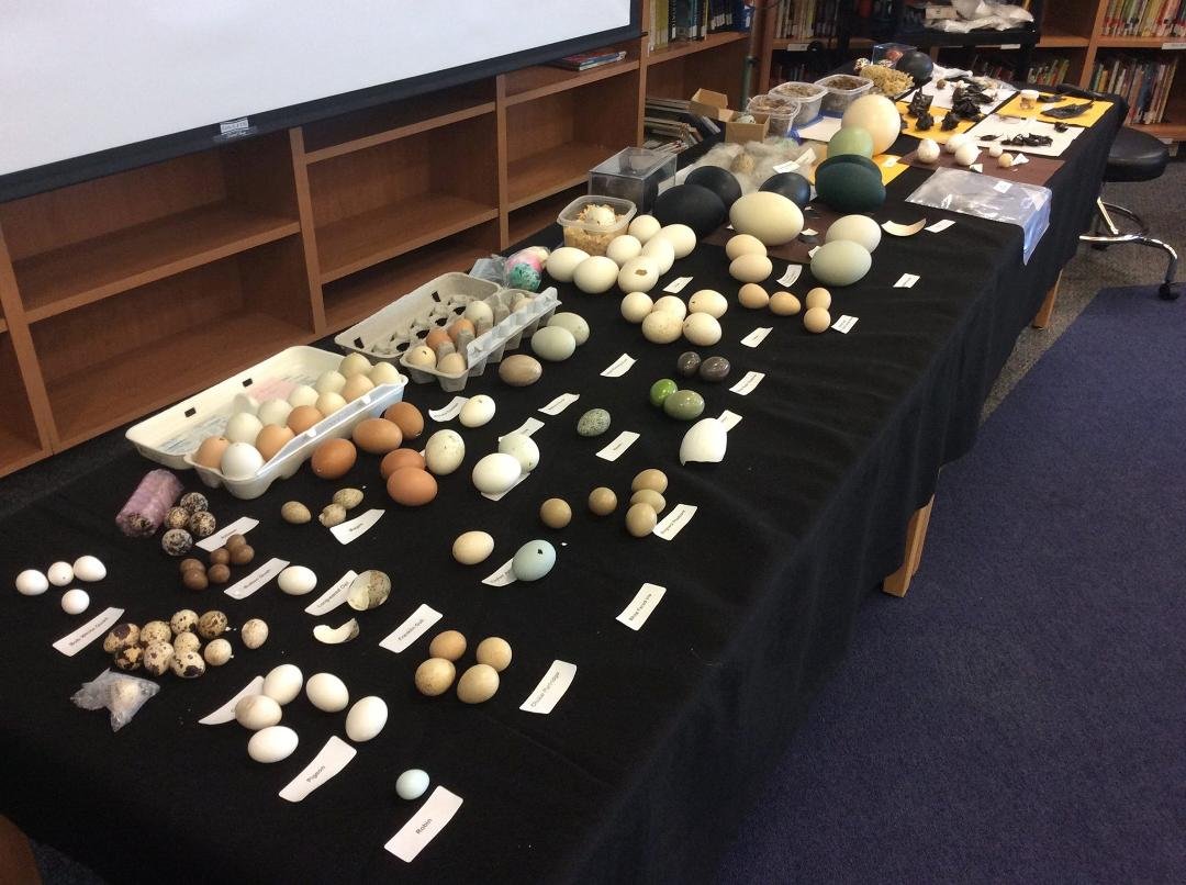 I need to find someone to build display cases for my egg collection.