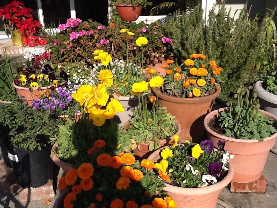 A good mild winter for flowers.