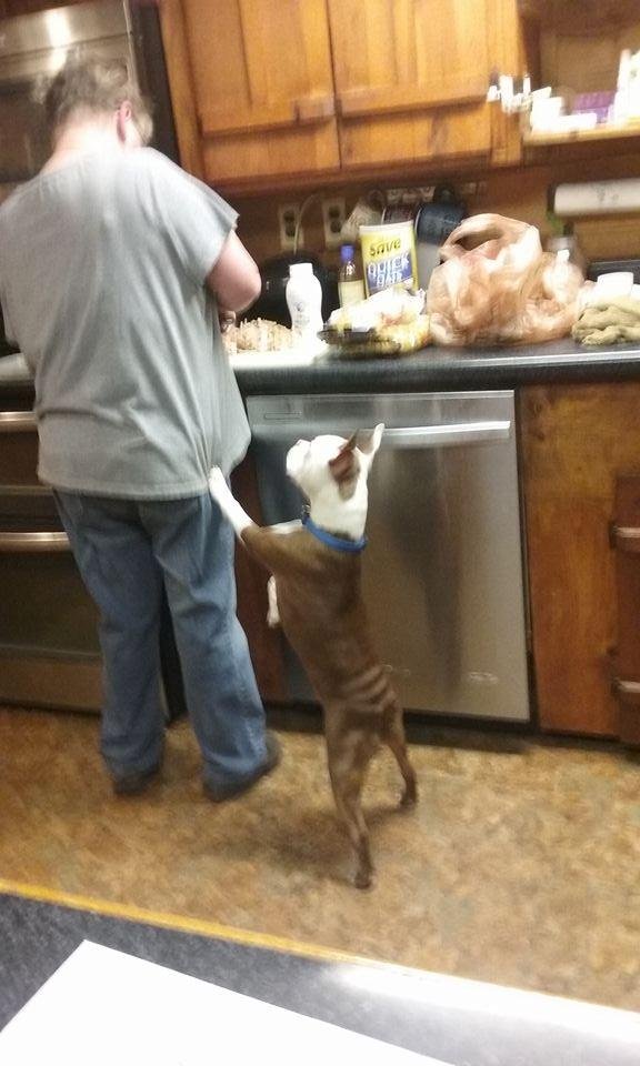 Bruiser is helping make dinner.