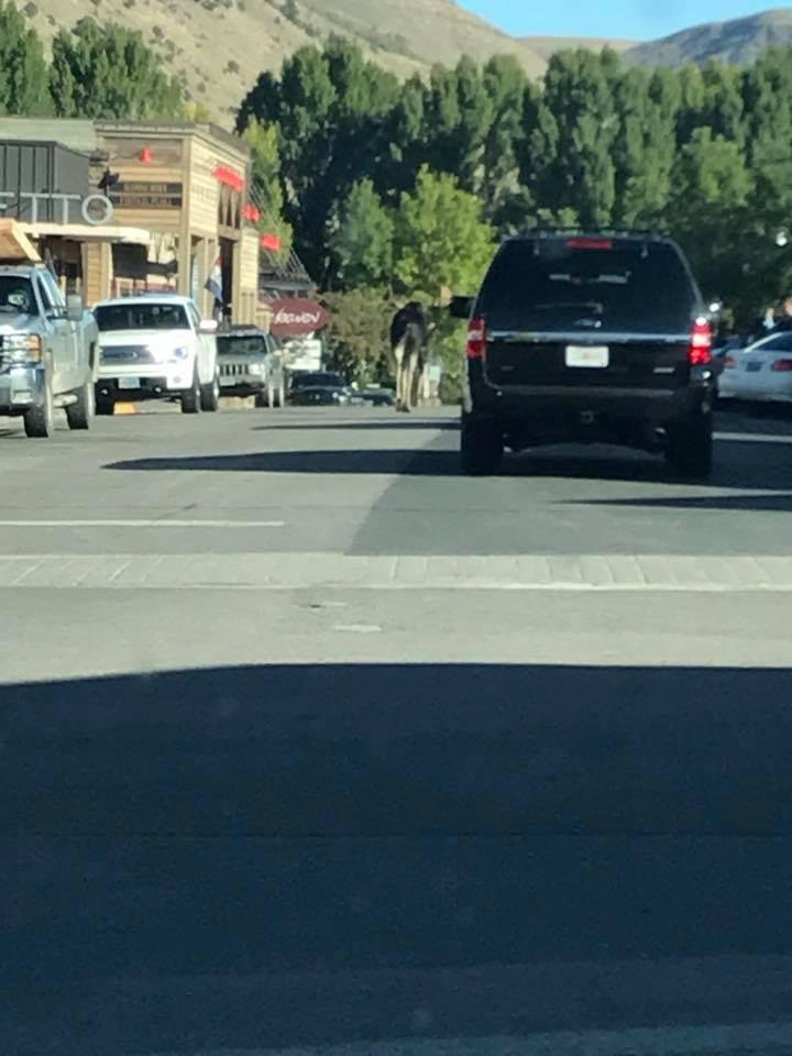 There is a moose walking down the middle of the road in Jackson Hole!