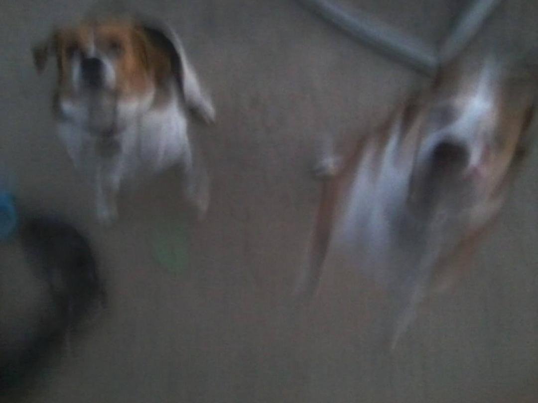 dogs