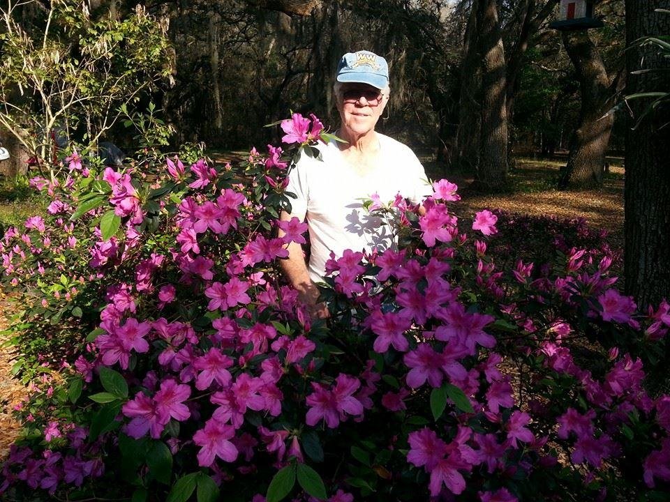 My wonderful husband Jerry among his Azaleas. On a sunny afternoon In Summerville, Fl