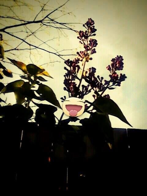 Okay 5 years and finally some lilacs. These were mom's favorite. Too bad my photo skills aren't fantastic even with editing