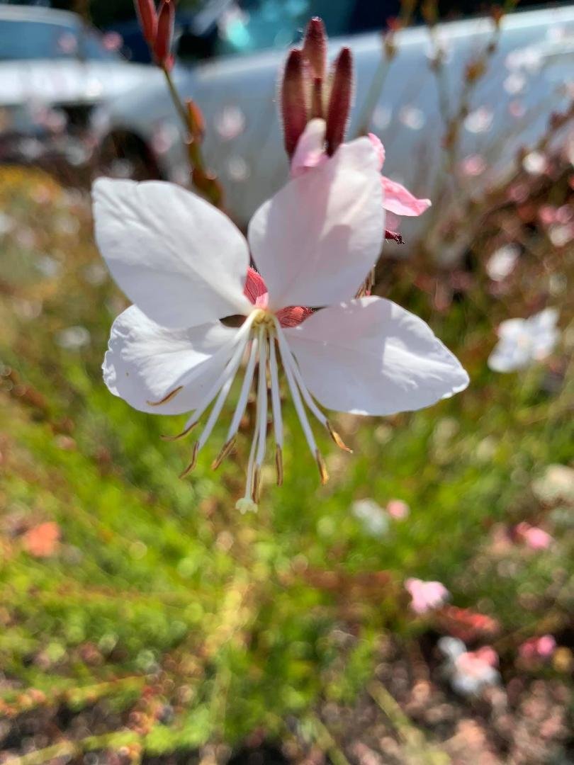 I'm asking those who love flowers to join the challenge of posting a picture of a flower. Just ONE pic! No description. The goal is to flood Facebook with positive photos instead of negativity!
Please copy the text, put a