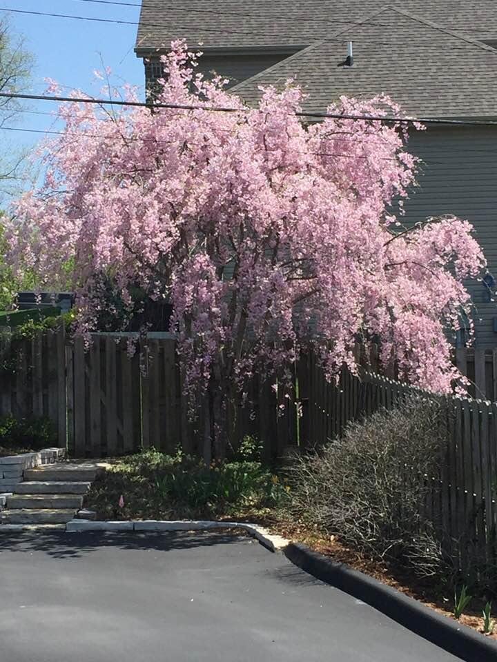 My weeping cherry tree last week!!!