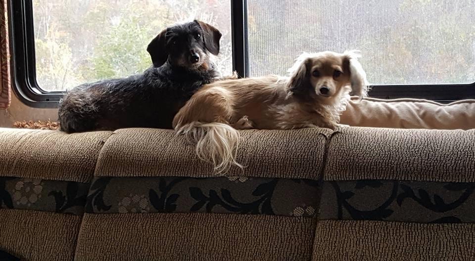 Sweet Paisley and Peanut snuggling