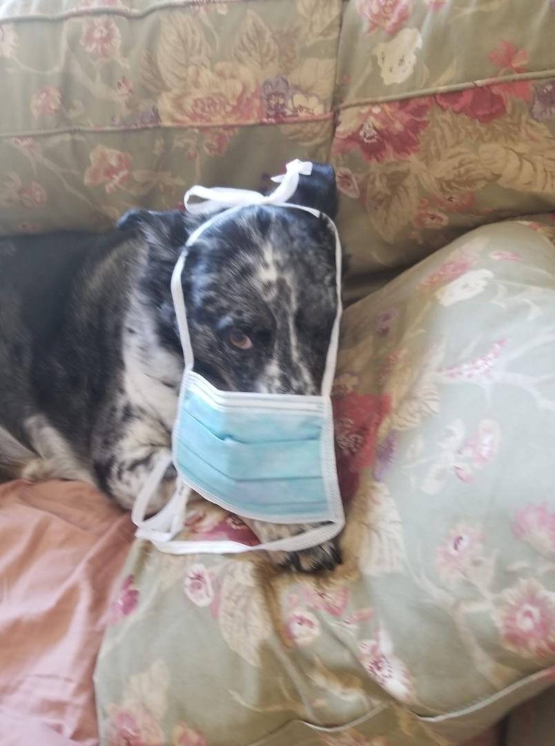 Lacey is protected, but not happy about it.....lol!