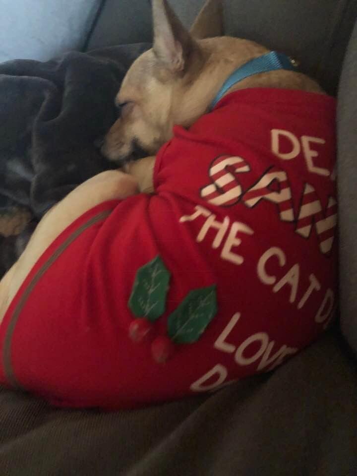 My cute Christmas pup! His shirt says “Dear Santa, the cat did it! Love Dog