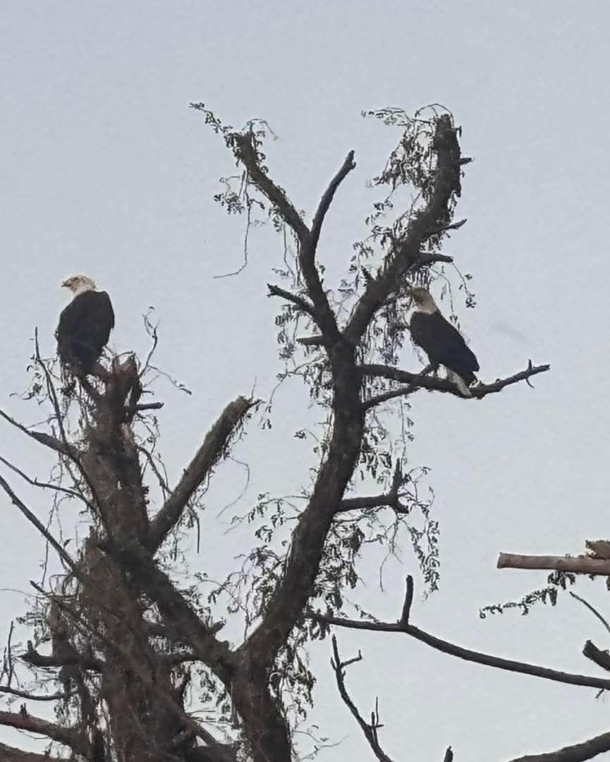 Well. I've been honored. I go out to the local golf course and get to see this awesome sight. They return around this time yearly