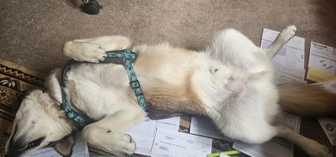 No working for you today. It's pay attention to me day.