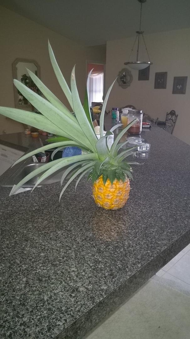 My 22nd and last pineapple!!!!🍍 🍍 🍍😋