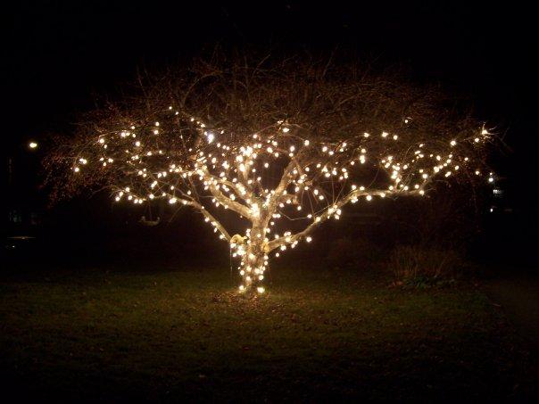 crab apple tree on front lawn